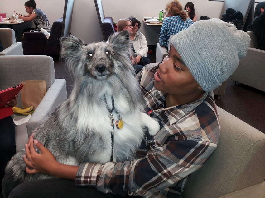 Therapy Dog with student