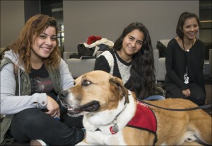 Boxer mix dog named Mel and students