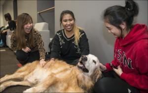 Golden Retriever named Rocket and students