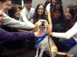 Therapy dog and students