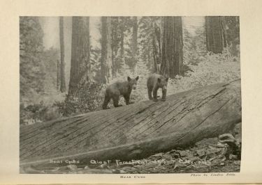 Bears,  in The Lore and the Lure of Sequoia and Kings Canyon
