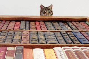 cat looking down books