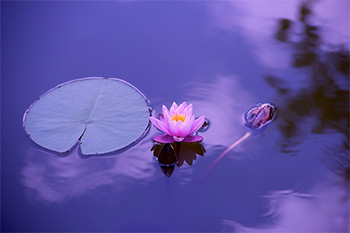 Lotus flower and lilypad