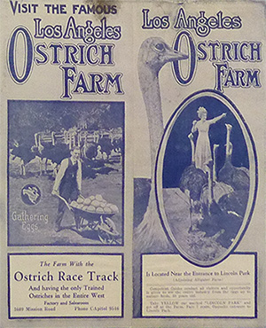 Visit the Famous Los Angeles Ostrich Farm - Exhibit Item