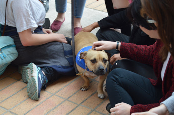 students petting a therapy dog