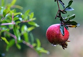 Photograph of a pomegranate with dew