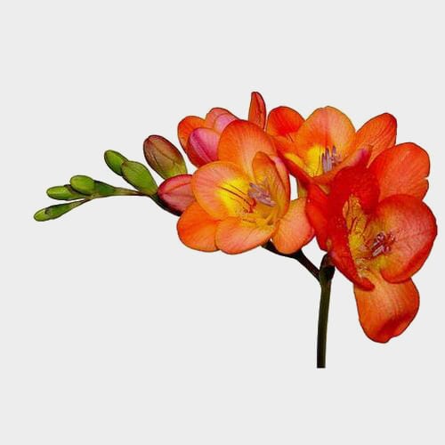 Freesia Orange