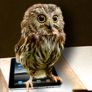 Owl on an iPad