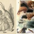 Side-by-side, John Tenniel and Salvador Dalí’s drawing from chapter 10, The Lobster Quadrille in Alice‘s Adventures in Wonderland