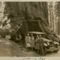 Photograph of the Mulholland family at the Wawona Tunnel Tree in Yosemite, June 1928