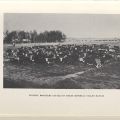 Photograph, Russell brothers cattle on their Imperial Valley ranch. Cattle on the Conejo