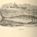Sketch of a trout,  in The Complete Angler