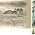Side-by-side, John Tenniel and Salvador Dalí’s drawings from chapter 2, The Pool of Tears in Alice‘s Adventures in Wonderland