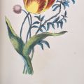 Daisy, Wallflower, and Tulip message, "Your innocence and fidelity in misfortune have caused me to declare my love for you," The Language of Flowers: The Floral Offering: A Token of Affection and Esteem; Comprising The Language and Poetry of Flowers by Henrietta Dumont, GR780.D86 1869