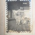 "Porto Rican Dog," ca. 1898, Fred M. Greguras Papers