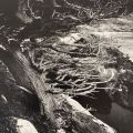 Detail from "Cypress, Rocks, Sea I, 1970" photographic print by Wolf Von Dem Bussche, PS3519.E27 P54 1987