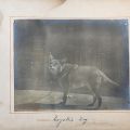"Coyotie Dog," ca. 1898, Fred M. Greguras Papers