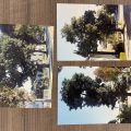 Photographs of the Avocado Trees