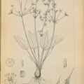 Drawing, Alisma Californica (Norther Water-Plantain) 