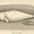 Drawing of a Beluga whale and her young. F908 .U65 1884