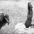 Bullfighter on headstand in front of a bull, San Basilio de Palenque, 1975
