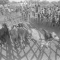 Bulls next to bullfighting arena, San Basilio de Palenque, ca. 1978