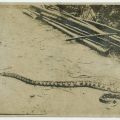 Snake, ca. 1910, Donald Hiram Stilwell Photograph Collection, DHS_01-02_04_001