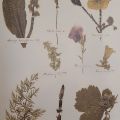 Plate 39: Saxifrage, ladies’-tresses, moss rose, Jerusalem oak, petunia, bellflower, caraway, horsetail, avens 