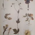 Plate 60: Phlox, spatterdock, basil, avens, sweet pea, winter cress, love-in-a-mist