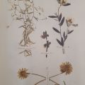 Plate 8: Bedstraw, leatherwood, Rockrose, and Oxeye-daisy