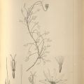 Drawing of Hofmeisteria Pluriseta (Bush Arrowleaf) 