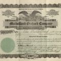 Mulholland Orchard Company stock certificate belonging to Rose Mulholland