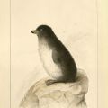 Color drawing of a parrot auk. F908 .U672
