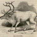 The rein-deer. Winter in the Arctic Regions, page 96. [G630.B7 W55 1846]