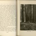 The Lore and the Lure of Sequoia