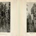The Giants of Sequoia and Kings Canyon