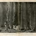 The Giants of Sequoia and Kings Canyon