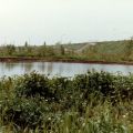 Vegetation surrounding the pond at the Sepulveda Wildlife Reserve, April 1981