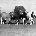 Adohr Farms' Los Angeles County Fair grand champion Holstein cattle, including Holstein cow Marathon May and bull Echoland Marvel, 1937