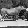 Corium Slogan and national grand champion and state champion Guernsey bull, Oliver, ca. 1937