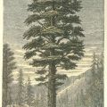 Sierra Nevada Big Trees: History of the Exhibitions, 1850-1903