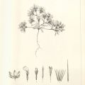 Drawing, Syntrichopappus Fremontii (Fremont’s Gold)