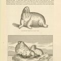Exaggerated walrus by Captain Cook and Walrus, male and female F908 .U65 1884