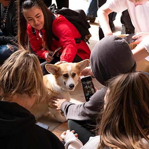 Students petting a therapy dog at the University Library