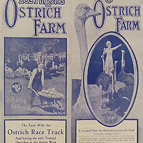 Visit the Famous Los Angeles Ostrich Farm - Exhibit Item