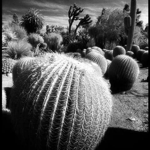 a cactus garden