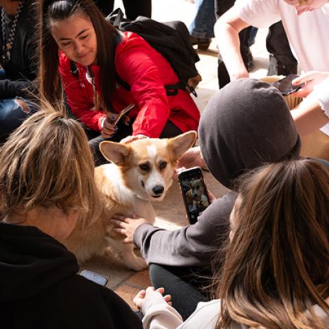 Students taking time to relax during our Finals Break event with therapy dogs.