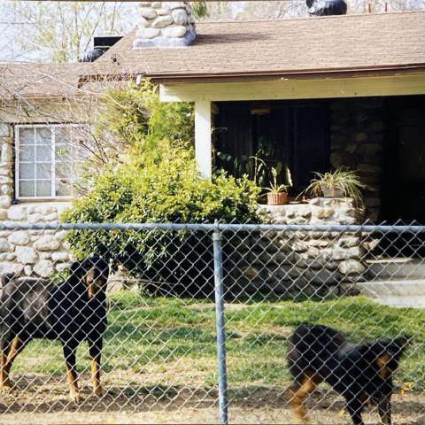 Doggos on Wicks Street in the Stonehurst Historic District of Los Angeles.
