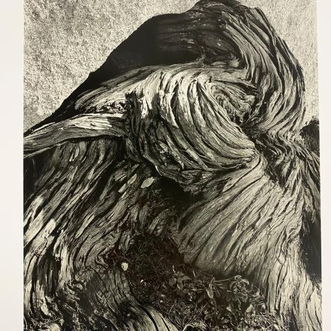 "Plate 7, Cypress Root 1929" photographic print by Edward Weston, F868.M7 W4 1950