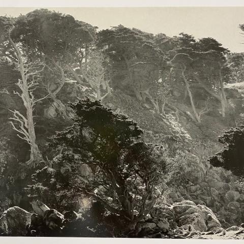 "Plate 21 Cypress Grove, 1938" photographic print by Edward Weston, F868.M7 W4 1950